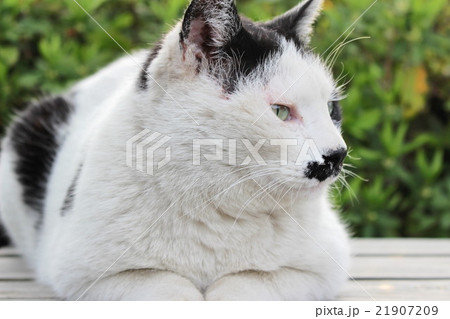 くつろぐ猫 21907209