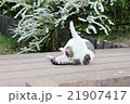 変なポーズの猫 21907417