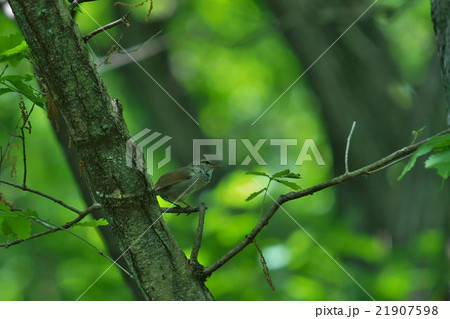 ウグイス 21907598