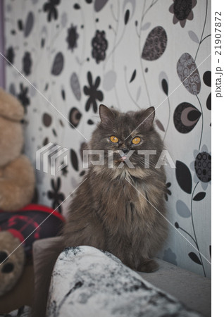 A large grey cat sitting in the couch 4242. A large grey cat sitting in the couch 4242. 21907872