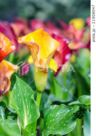 Calla lily field 21908047