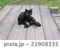 黒猫 21908335
