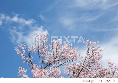桜 21908417