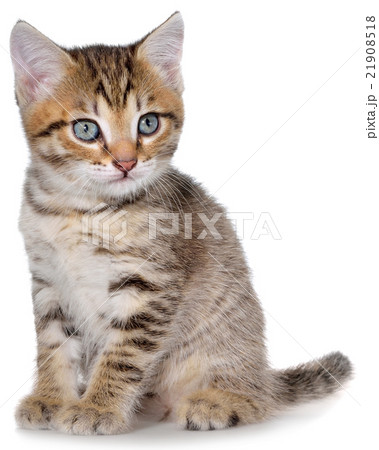 Shorthair brindled kitten Shorthair brindled kitten 21908518