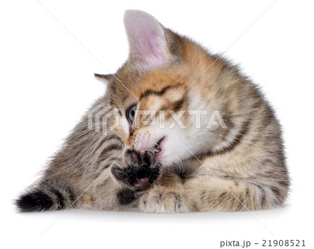 Shorthair brindled kitten mouth 21908521