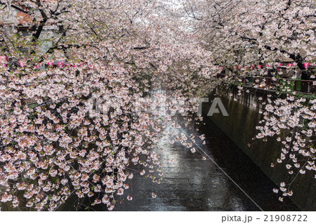 Nakameguro Canal this area is popular sakura spot. 21908722