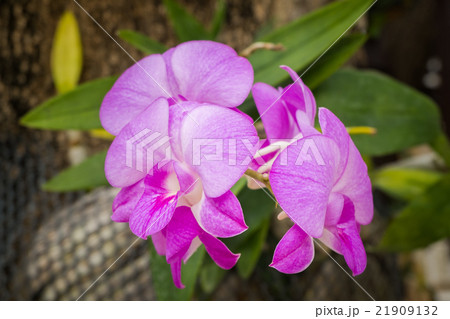 orchid 21909132
