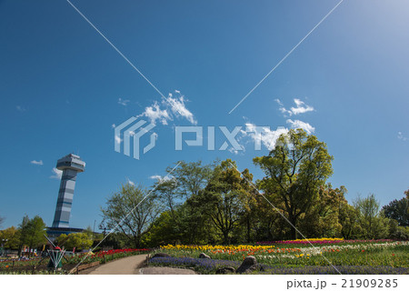 新緑の木曽三川公園　チューリップ祭り 21909285