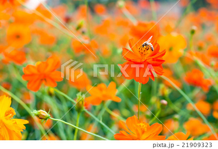 bee suck soft drink from orange flower 21909323
