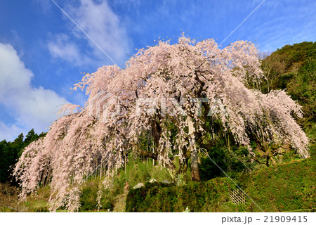 中越家のしだれ桜 21909415