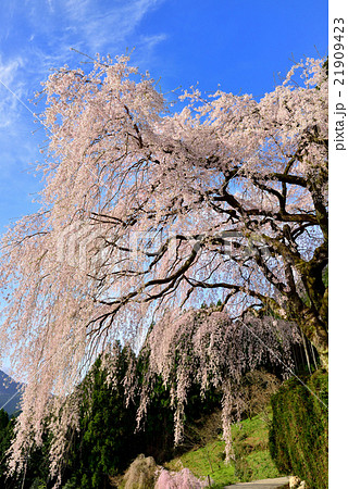 中越家のしだれ桜 21909423