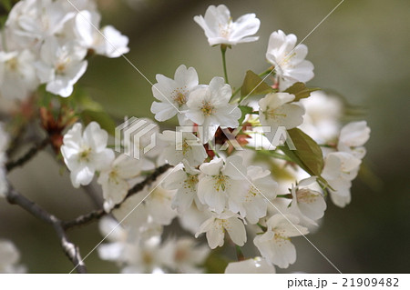 自然　植物　カスミザクラ、ソメイヨシノより十日ほど遅れて満開になりました 21909482