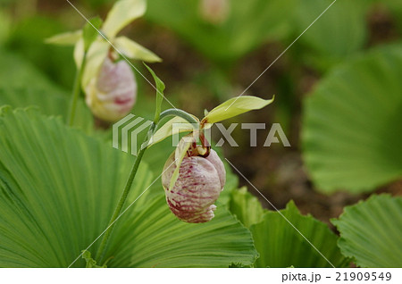 クマガイソウ　熊谷草 21909549