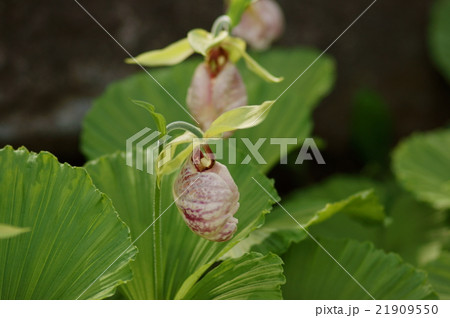 クマガイソウ　熊谷草 21909550