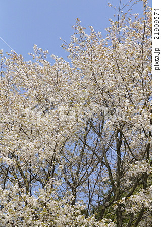 自然　植物　カスミザクラ、満開の姿が逗目では霞のように見えるためだそうです 21909574