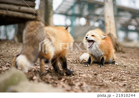 キツネ 21910244