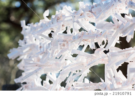 おみくじ結び所 21910791