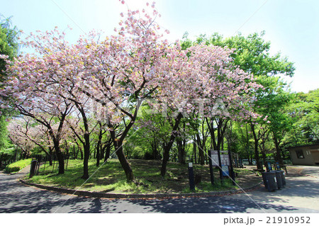 希望ヶ丘公園の春 21910952