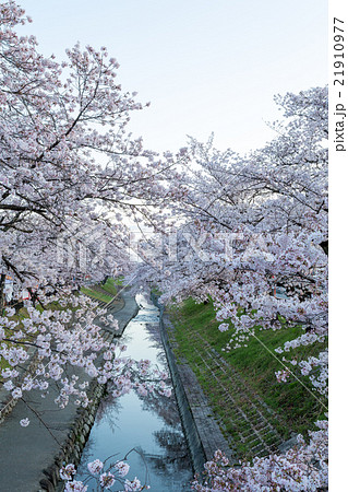 高田千本桜 高田千本桜 21910977