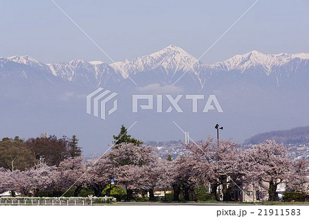 松本の桜名所 薄川の桜と北アルプス常念岳 遠望横 信州 信濃川水系の一級河川 松本の桜名所 薄川の桜と北アルプス常念岳 遠望横 信州 信濃川水系の一級河川 21911583