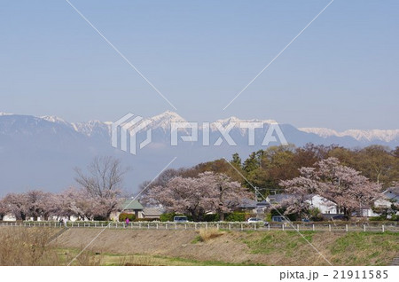 松本の桜名所　薄川の桜と北アルプス常念岳　横　信州　信濃川水系の一級河川 21911585