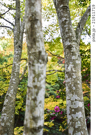 法然院 椿と白樺 法然院 椿と白樺 21911719