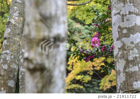 法然院 椿と白樺 法然院 椿と白樺 21911722