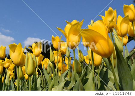 チューリップ チューリップ 21911742
