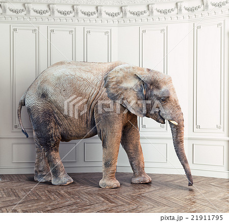 elephant  in the room 21911795