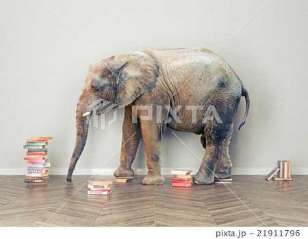 elephant  in the room 21911796