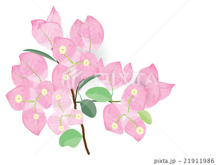 pink bougainvillea flowers  for object or backgrou 21911986