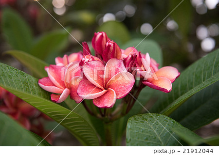 plumeria flower,select focus. plumeria flower,select focus. 21912044