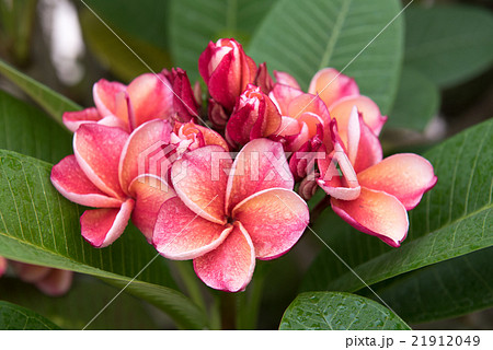 plumeria flower,select focus. 21912049