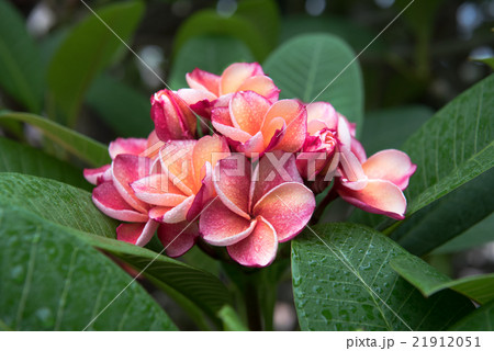 plumeria flower,select focus. plumeria flower,select focus. 21912051