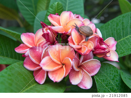plumeria flower,select focus 21912085