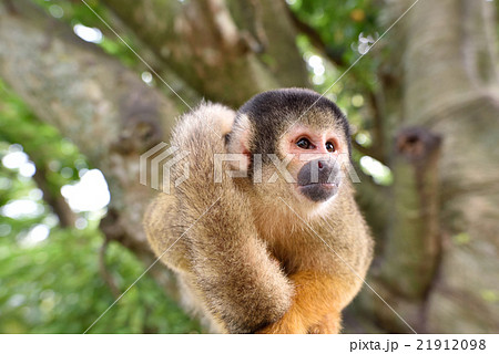 リスザル リスザル 21912098