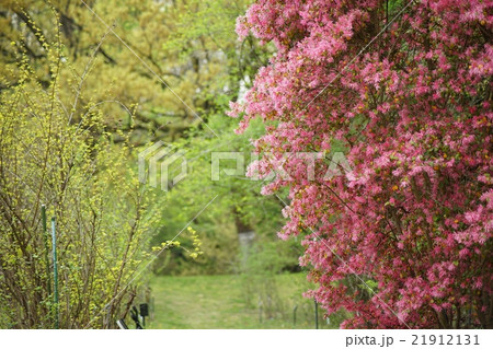 満開のベニバナトキワマンサク 満開のベニバナトキワマンサク 21912131