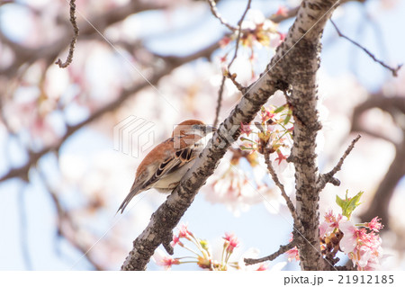 ニュウナイスズメの雄 21912185