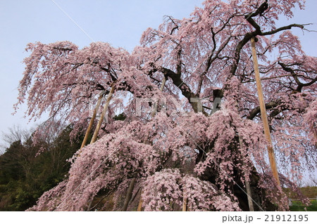 三春滝桜201601 21912195