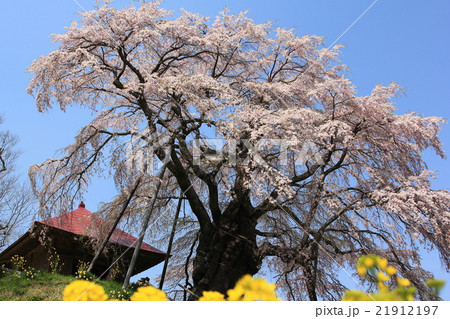 上石の不動ザクラ201602 21912197