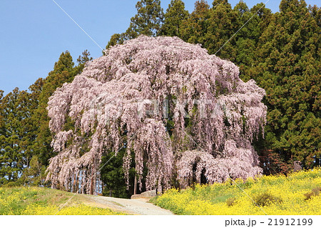 合戦場のしだれ桜201601 21912199