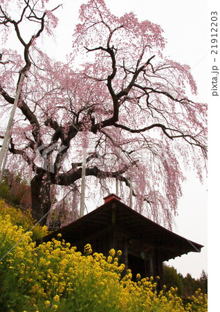 大聖寺のベニシダレ201601 21912203