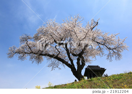 小沢のさくら201601 21912204