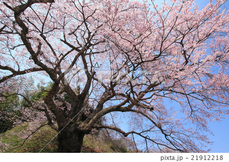 是哉寺の地蔵ザクラ201601 21912218