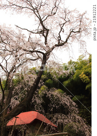 雪村庵201601 21912221