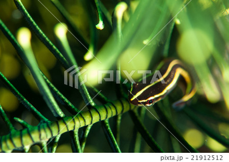 ウバウオ 21912512