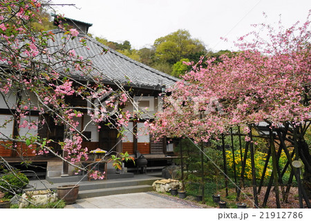 4月花 ハナカイドウ05鎌倉・光則寺 4月花 ハナカイドウ05鎌倉・光則寺 21912786