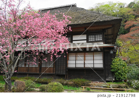 4月花 ハナカイドウ13鎌倉・海蔵寺 4月花 ハナカイドウ13鎌倉・海蔵寺 21912798
