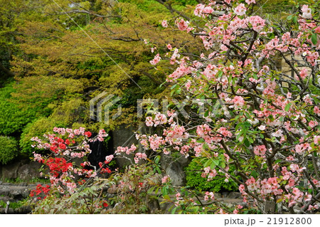 4月花 ボケ31鎌倉 長谷寺の写真素材