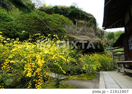 4月花　ヤマブキ28鎌倉・海蔵寺 21912807